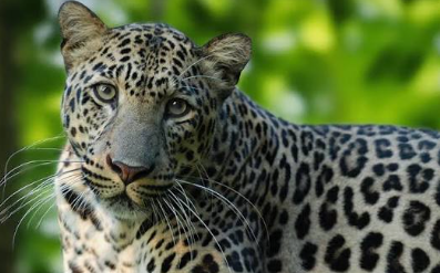 Third Leopard Attack on Cattle in Avedem–Cottombi Goval Panchayat Sparks Fear Among Villagers 1 Screenshot 2026 08 05 121535