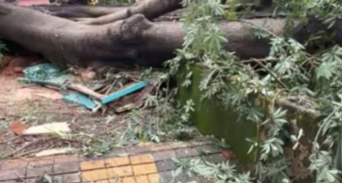 Security Guard Feared Dead After Tree Falls on Cabin Near Kamat Kinara in Panjim 1 Screenshot 2026 08 06 122600