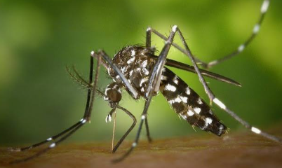 Five Dengue Cases Reported Among Personnel at Margao Town Police Station 1 Screenshot 2026 08 07 121507
