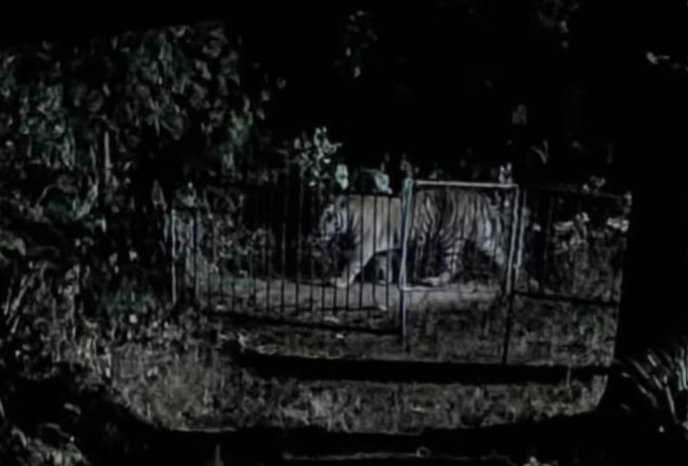 Tiger Reportedly Spotted in Paroda’s Cottombi Area, Residents Fear for Safety 1 Screenshot 2026 08 08 110810