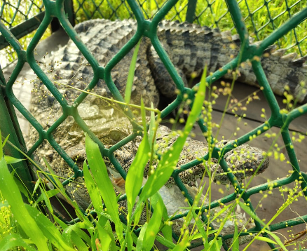 Crocodile Captured at Warkhand After Locals Spot Reptiles in Area 1 Screenshot 2026 08 19 100505