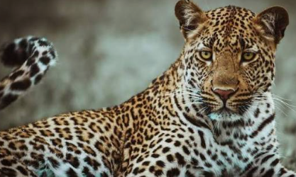 Leopard Enters Guest House in Varchawada, Attacks Dog Before Escaping 1 Screenshot 2026 08 24 144615
