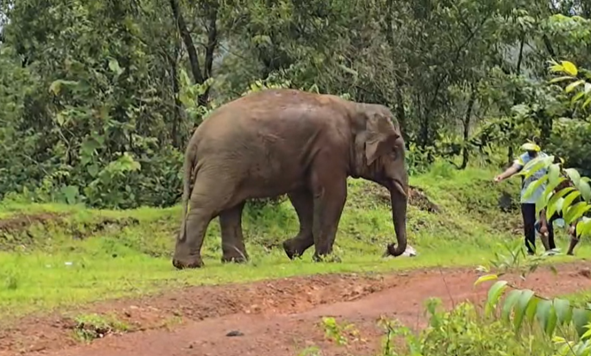 Farmers outraged by the rampage of the elephant 'Omkar'; "How are we supposed to farm? How are we to feed ourselves?" 1 Screenshot 2026 08 25 144222