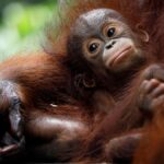 2017 10 19T054452Z 471406789 RC12C4E4C120 RTRMADP 3 SINGAPORE ANIMALS