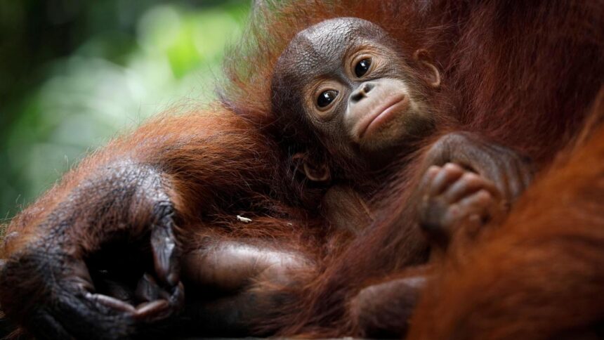 Five Orangutans Spotted in Odisha Forest, Govt Orders Probe Into Their Presence 1 2017 10 19T054452Z 471406789 RC12C4E4C120 RTRMADP 3 SINGAPORE ANIMALS
