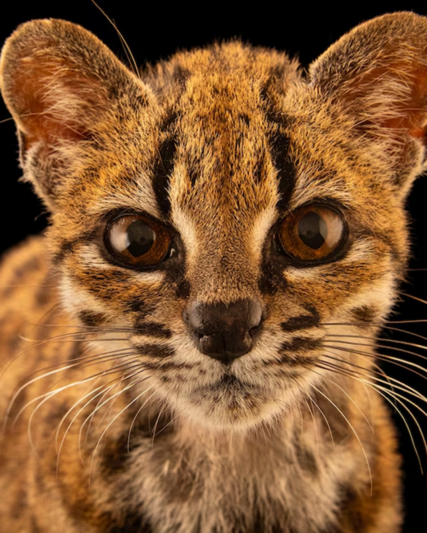 New Cat Species Discovered In Bolivia After More Than A Century 1 Cafe 4