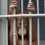 Caged lead 1200x600 1
