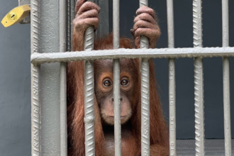 Caged lead 1200x600 1