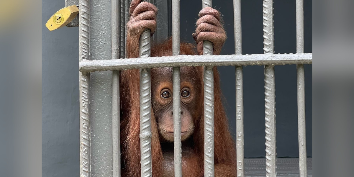 How Five Baby Orangutans Ended Up in Odisha — And Why Conservationists Are Alarmed