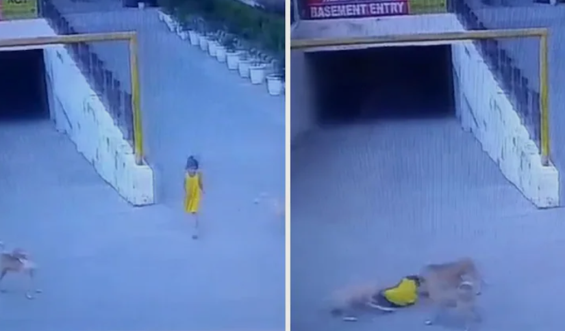 Six-Year-Old Girl Attacked by Stray Dogs Inside Ghaziabad Housing Society, CCTV Captures Incident 1 Screenshot 2026 09 04 095916
