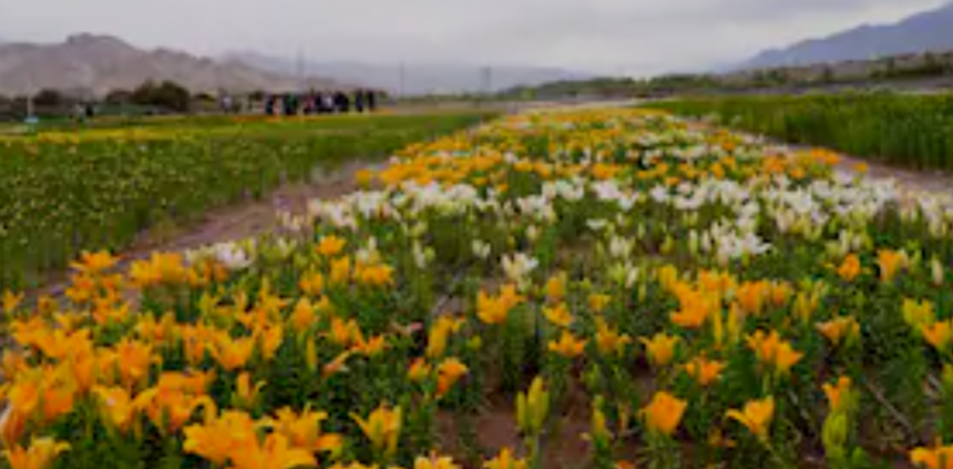 Ladakh’s Flower Garden Blooms at 10,600 Feet, Welcoming Visitors From September 18 1 Screenshot 2026 09 18 101358
