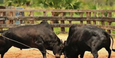 Mandrem Police Arrest Two for Alleged Bullfight Organised for Betting in Arambol 1 Screenshot 2026 09 18 104938