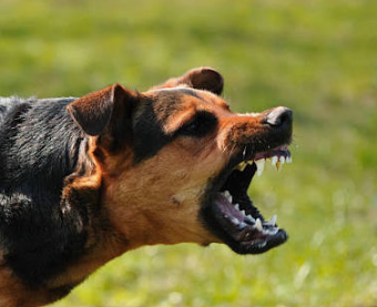 Vasco Police Register Case After Woman Allegedly Attacked by Dog in Mormugao 1 Screenshot 2026 09 19 093651