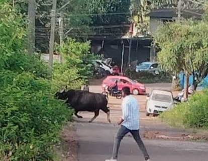 Gaur Spotted in Residential Area of Harvalem, Sankhali 1 WhatsApp Image 2026 09 22 at 9.29.41 PM
