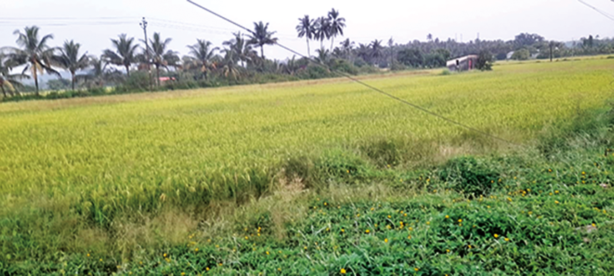 farmer field